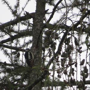 Great Spotted Woodpecker