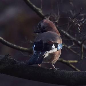 Eurasian Jay