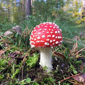 Fly Agaric