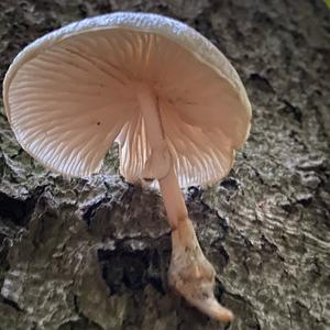 Porcelain Fungus