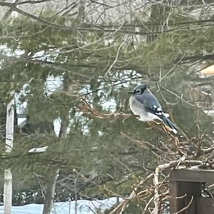 Blue Jay