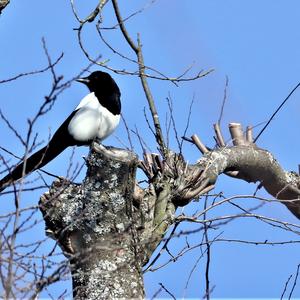 Black-billed Magpie