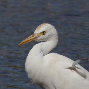 Cattle Egret