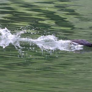 Common Coot