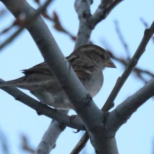 House Sparrow