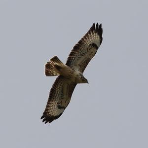 Common Buzzard