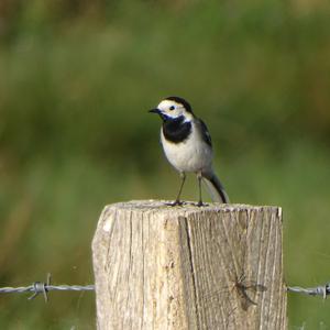 White Wagtail