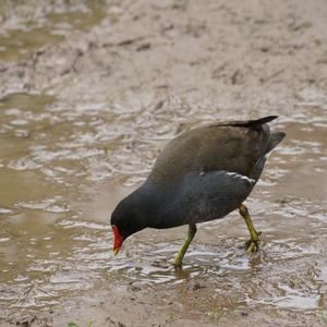 Common Moorhen