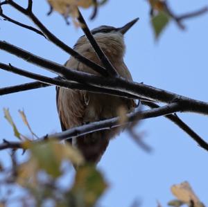 Wood Nuthatch