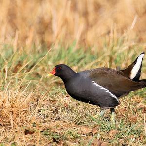 Common Moorhen