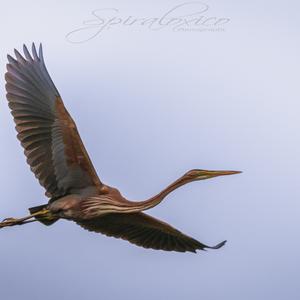 Purple Heron