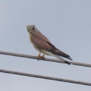 Common Kestrel