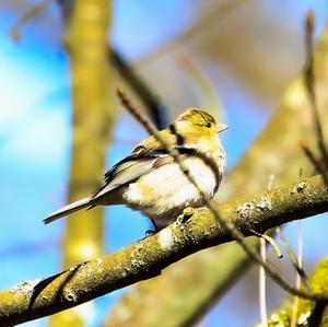 Eurasian Chaffinch