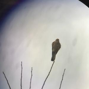 Common Kestrel