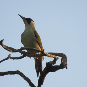 Eurasian Green Woodpecker