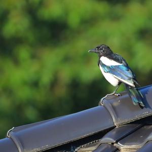 Black-billed Magpie