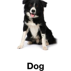 Border Collie