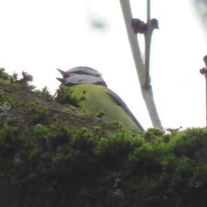 Blue Tit