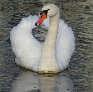 Mute Swan