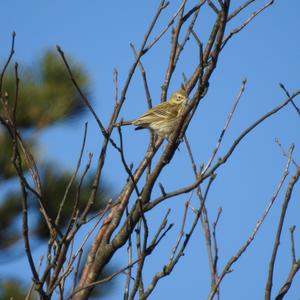 Tree Pipit