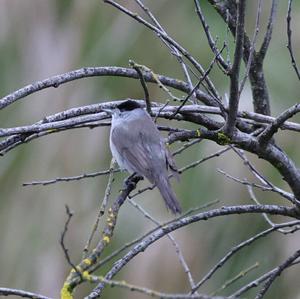 Blackcap