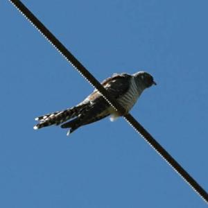 Common Cuckoo