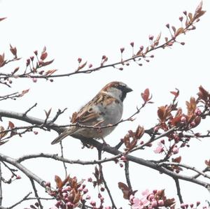 Eurasian Tree Sparrow