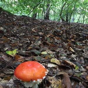 Fly Agaric