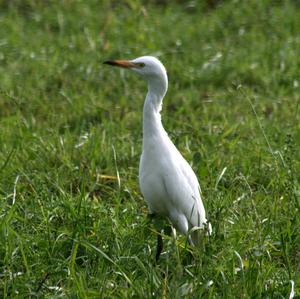 Cattle Egret