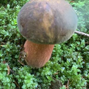 Dotted-stem Bolete