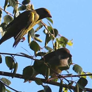 European Greenfinch