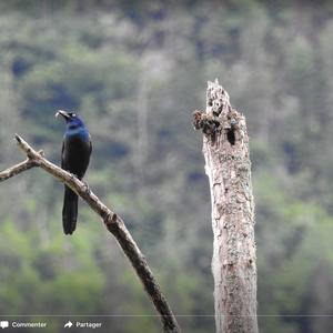 Common Grackle