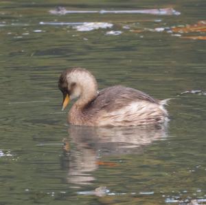 Little Grebe