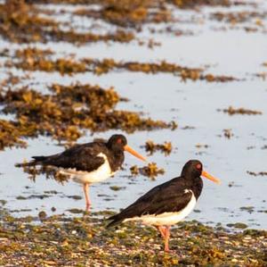 Eurasian Oystercatcher