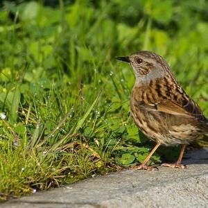 Hedge Accentor