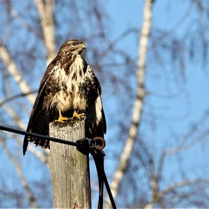 Mäusebussard