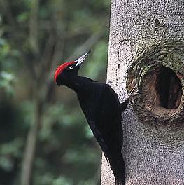 Black woodpecker