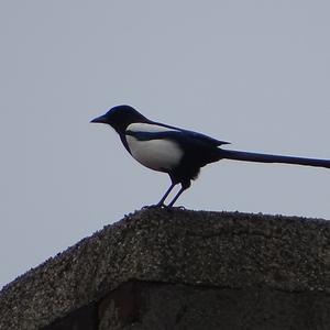 Black-billed Magpie