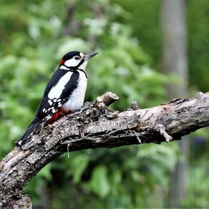 Great Spotted Woodpecker