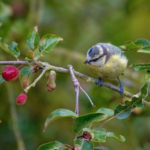 Blue Tit