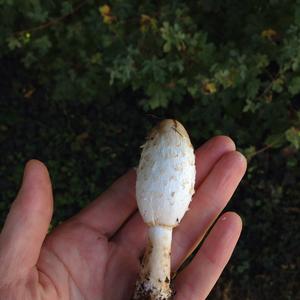 Shaggy Mane