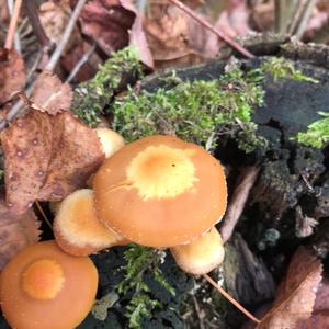 Changing Pholiota