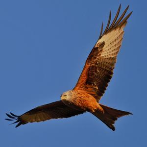 Red Kite