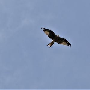 Red Kite