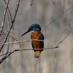 Eisvogel