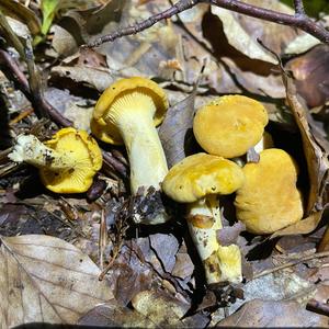 Chanterelle, Common