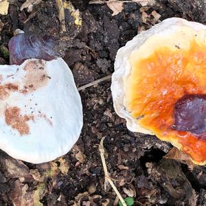 Shining Ganoderma