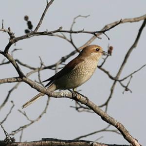 Red-backed Shrike