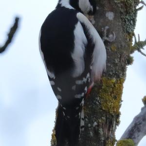 Great Spotted Woodpecker