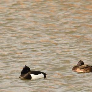 Tufted Duck